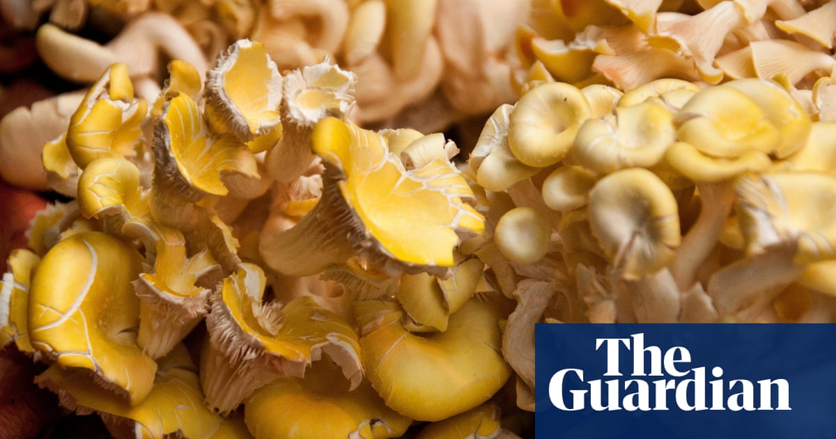 Why growing fungi at home is beginning to mushroom