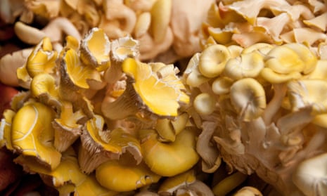 Organic yellow oyster mushrooms