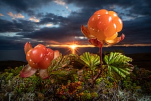 Plants and fungi category runner-up: Nature’s Eatable Arctic Gould by Audun Rikardsen, Norway (Cloudberries)