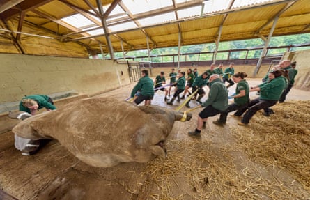Vet staff and keepers at Whipsnade move a 38-year-old southern white rhino called Nsiswa (Sizzle, for short). It’s a huge undertaking to anaesthetise such a large animal – he weighs about 2,200kg. Sizzle is the patriarch of the Whipsnade group and has fathered many calves