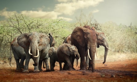 Wild elephants at Wildlife Works’ Kasigau Corridor Project in Kenya. Kenya