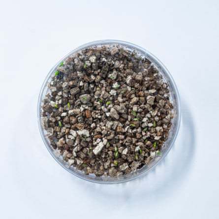 Nesidiocoris tenuis insects in a petri dish