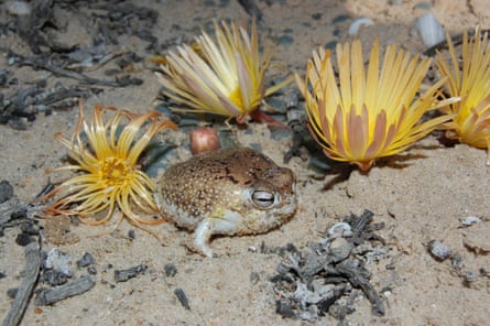 A desert rain frog in a sandy environment in Port Nolloth, South Africa.