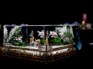 Tokyo, Japan: A visitor photographs an installation with a goldfish in a Christmas-themed tank