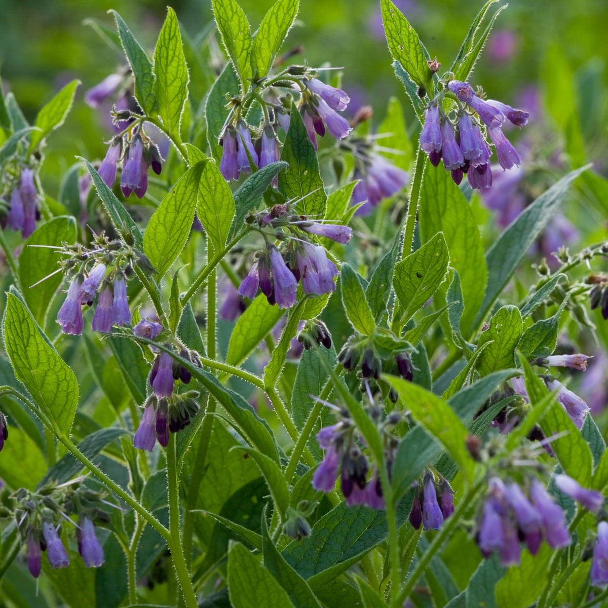 Comfrey