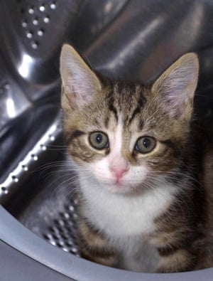Kitten in a washing machine