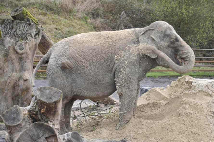 Anne the elephant at Longleat safari park in 2011.