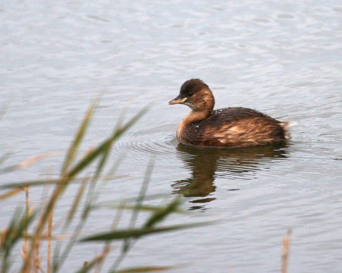 Country diary: Which is the ‘fast sinker’ out of me and the grebe? | Nic Wilson