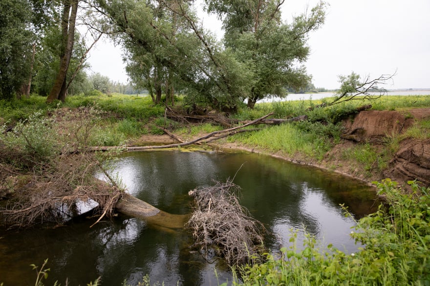 A pond with a fallen tree in it.