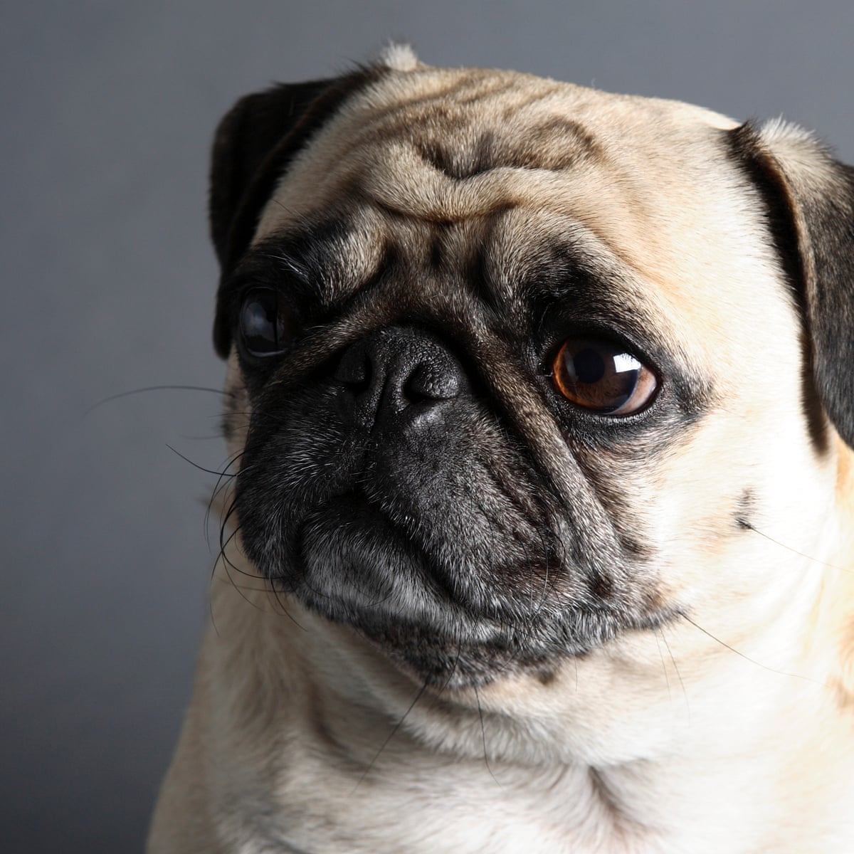 Vets ask prospective dog owners to avoid pugs and other flat-faced breeds |  Dogs | The Guardian