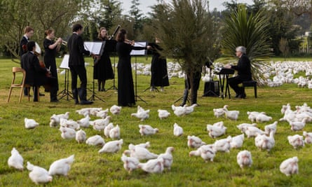 Musicians playing instruments in front of chickens.