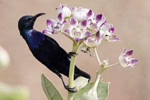 A purple sunbird perches on a flower stem