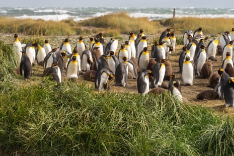 A group of penguins in a grassy seaside setting