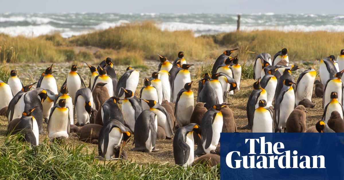 How a kindergarten teacher became the accidental guardian of 200 king penguins | Conservation How a kindergarten teacher became the accidental guardian of 200 king penguins | Conservation