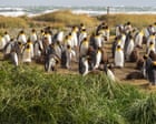 How a kindergarten teacher became the accidental guardian of 200 king penguins