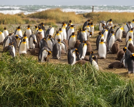 How a kindergarten teacher became the accidental guardian of 200 king penguins