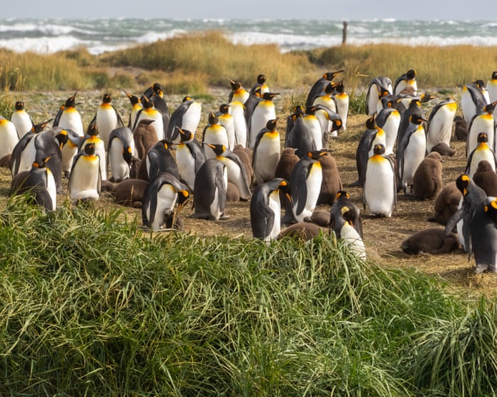 How a kindergarten teacher became the accidental guardian of 200 king penguins