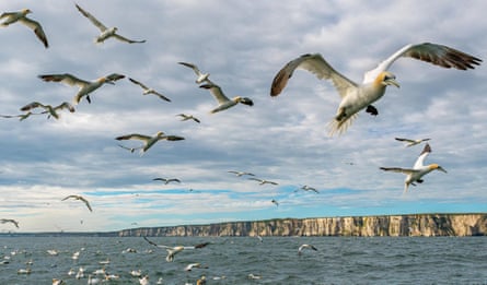 Gannets tailing a boat off the East Yorkshire coast.