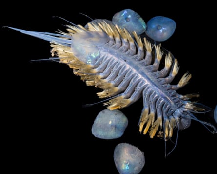 Flat animal with scales and bristly parapodia