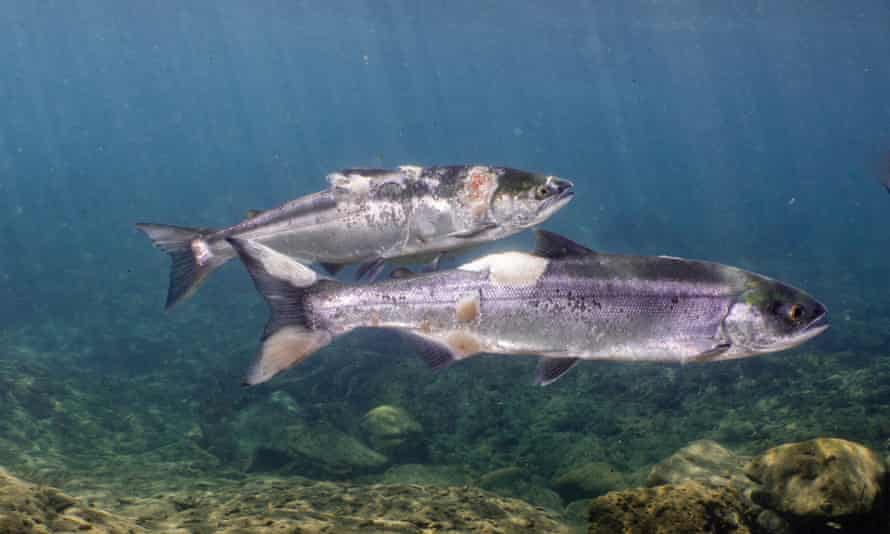 Red lesions and white fungus on the salmons’ bodies are the result of high water temperatures and stress.