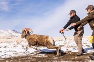 Uma ovelha selvagem é libertada após um check-up na Ilha Antelope, ao norte de Salt Lake City, City, Utah, EUA. A Ilha Antelope é a maior ilha localizada no Grande Lago Salgado. As ovelhas são suscetíveis a doenças respiratórias e os biólogos capturam e verificam seu peso, sangue, dentes, gordura corporal e outros marcadores anualmente antes de liberá-los novamente.