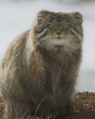 Spitting on the notion of feline elegance … The Pallas’s cat.