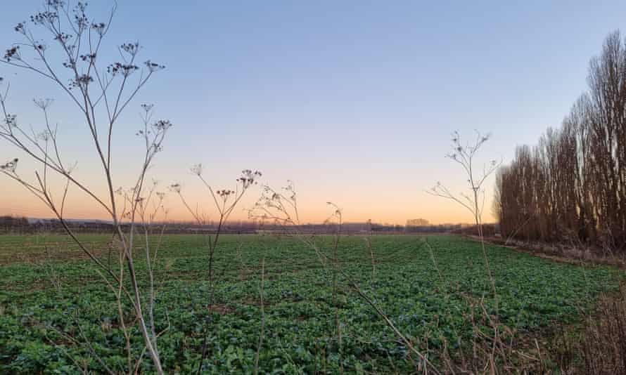 A field of spring greens on the Duchy of Cornwall’s land near Faversham that is proposed for housing.