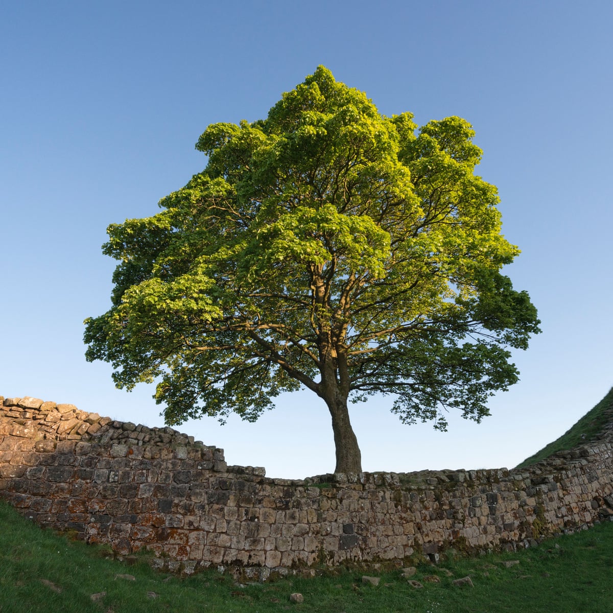 Poem Of The Week Sycamore Gap By Zoe Mitchell Poetry The Guardian Poem Of The Week Sycamore Gap By Zoe Mitchell Poetry The Guardian