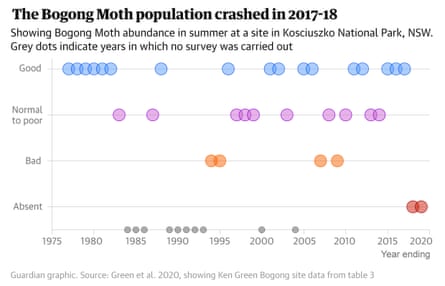 Guardian graphic. Chart shows bogong moth abundance over decades, with recent years marked absent in red