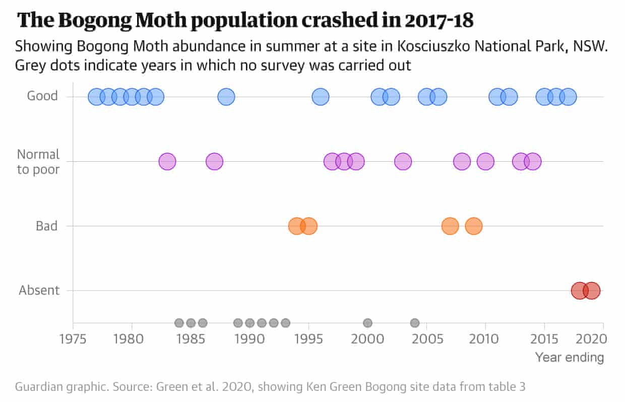 Guardian graphic. Chart shows bogong moth abundance over decades, with recent years marked absent in red