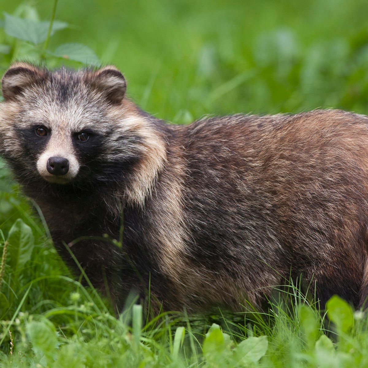 The raccoon dog: cute, wild and a terrible idea for a pet | Pets | The  Guardian