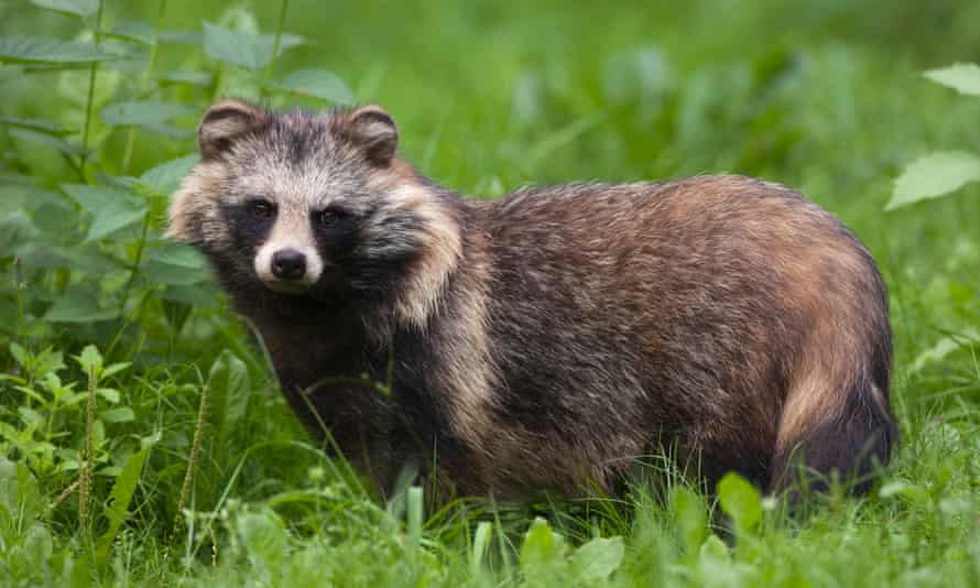 The raccoon dog: cute, wild and a terrible idea for a pet | Pets | The