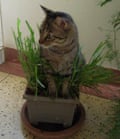 Benny sits on top of a small flower pot in which grass is growing.