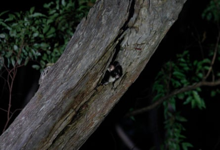 The endangered greater glider