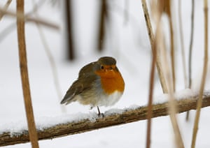 Robin no galho nevado