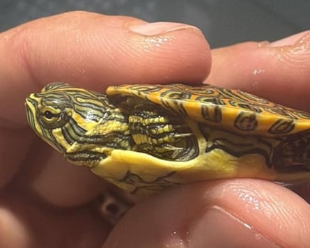 A small tortoise held in a person’s hand
