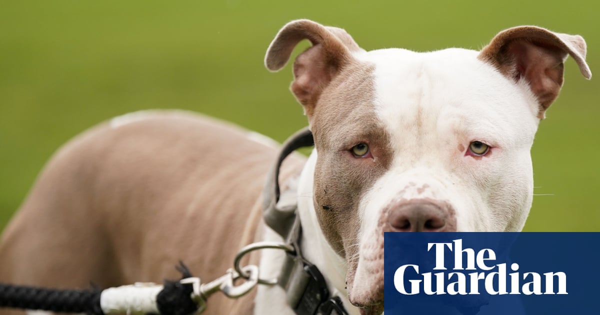 XL bully owners face ban on leaving children under 12 alone with their dogs