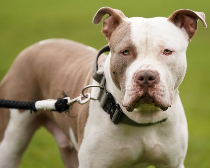 XL bully owners face ban on leaving children under 12 alone with their dogs