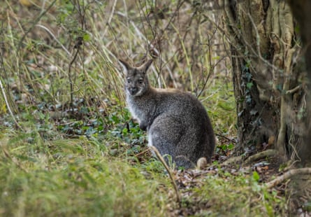 A wallaby under a tree