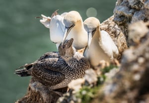Nesting gannets and their young