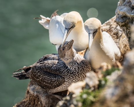 Scottish gannet chick hunt blocked for first time in 400 years Scottish gannet chick hunt blocked for first time in 400 years