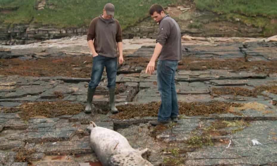 Of Fish And Foe Review Gripping Tale Of Seals Salmon And Saboteurs Documentary Films The Guardian Of Fish And Foe Review Gripping Tale Of Seals Salmon And Saboteurs Documentary Films The Guardian