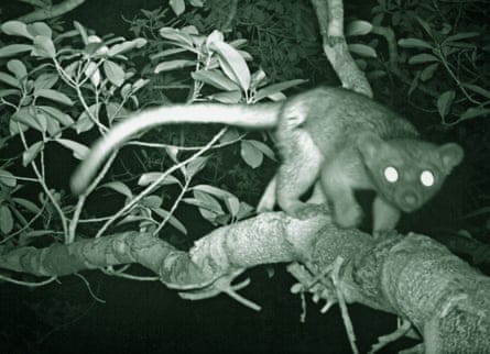 Images from Trapped show exotic animals captured by camera traps.