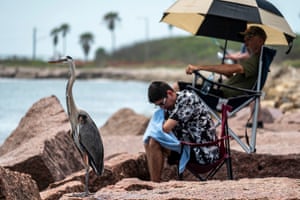 A Great Blue Heron stands near to people waiting on South Padre Island to watch the SpaceX Starship rocket launch from Starbase, Texas.