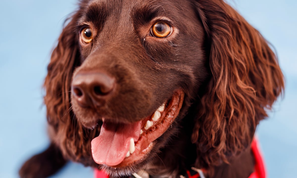 Covid 19 Has An Odour And The Dogs Are Detecting It Meet The Canine Super Squad Sniffing Out The Virus Coronavirus The Guardian Covid 19 Has An Odour And The Dogs Are Detecting It Meet The Canine Super Squad Sniffing Out The Virus Coronavirus The Guardian