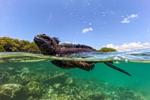 Uma iguana marinha nada na Baía de Tortuga, na Ilha de Santa Cruz, parte do arquipélago de Galápagos, no Equador. O Greenpeace pediu a criação de uma zona marinha protegida em alto mar sob um novo tratado da ONU para garantir uma área muito mais ampla ao redor do famoso arquipélago de Galápagos, no Equador.