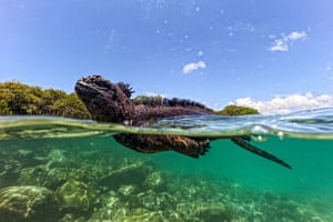 Uma iguana marinha nada na Baía de Tortuga, na Ilha de Santa Cruz, parte do arquipélago de Galápagos, no Equador.  O Greenpeace pediu a criação de uma zona marinha protegida em alto mar sob um novo tratado da ONU para garantir uma área muito mais ampla ao redor do famoso arquipélago de Galápagos, no Equador.