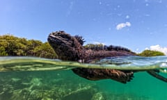 A marine iguana swimming in the sea