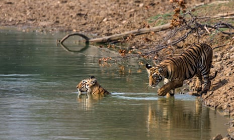 Tiger cubs take a dip in Tadoba Andhari tiger reserve, India