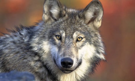 The gray wolf was protected as an endangered species until the Trump administration delisted it last October.
